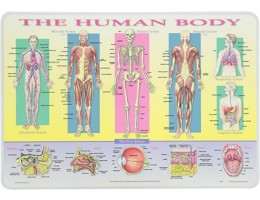 The Human Body Placemat