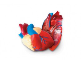 Cross-Section Heart Model