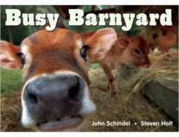 Busy Barnyard