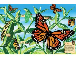 Life Cycle of a Monarch Butterfly Floor Puzzle (48 PC)